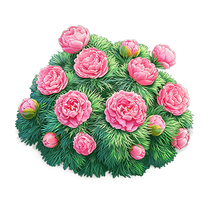 桃粉蕨叶芍药